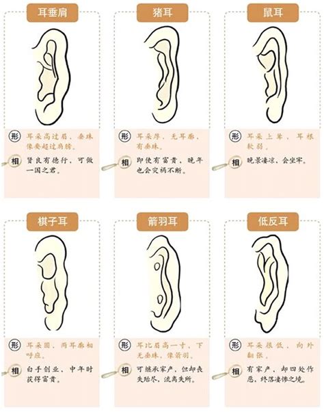 耳朵細 面相|面相耳朵图解【最详细版】 – 杨易德全集官网